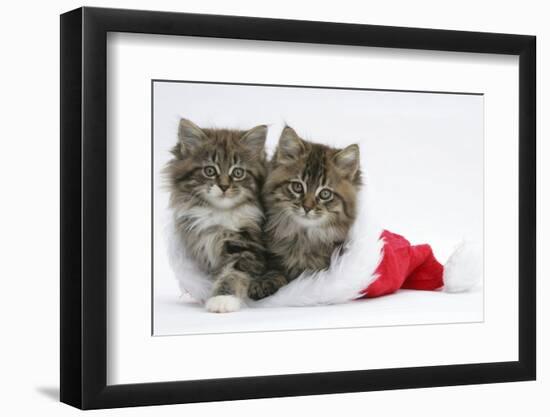 Two Maine Coon Kittens, 8 Weeks, in a Father Christmas Hat-Mark Taylor-Framed Photographic Print