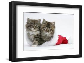 Two Maine Coon Kittens, 8 Weeks, in a Father Christmas Hat-Mark Taylor-Framed Photographic Print