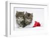 Two Maine Coon Kittens, 8 Weeks, in a Father Christmas Hat-Mark Taylor-Framed Photographic Print