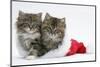 Two Maine Coon Kittens, 8 Weeks, in a Father Christmas Hat-Mark Taylor-Mounted Photographic Print