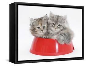 Two Maine Coon Kittens, 8 Weeks, in a Plastic Food Bowl-Mark Taylor-Framed Stretched Canvas