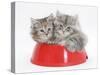 Two Maine Coon Kittens, 8 Weeks, in a Plastic Food Bowl-Mark Taylor-Stretched Canvas
