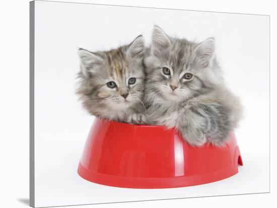 Two Maine Coon Kittens, 8 Weeks, in a Plastic Food Bowl-Mark Taylor-Stretched Canvas