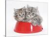 Two Maine Coon Kittens, 8 Weeks, in a Plastic Food Bowl-Mark Taylor-Stretched Canvas