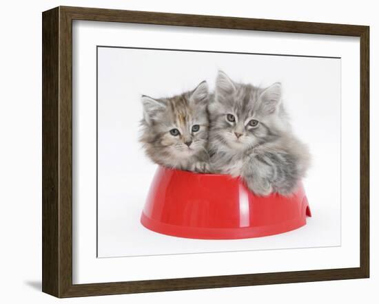 Two Maine Coon Kittens, 8 Weeks, in a Plastic Food Bowl-Mark Taylor-Framed Photographic Print