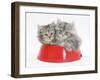 Two Maine Coon Kittens, 8 Weeks, in a Plastic Food Bowl-Mark Taylor-Framed Photographic Print