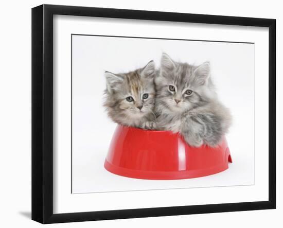 Two Maine Coon Kittens, 8 Weeks, in a Plastic Food Bowl-Mark Taylor-Framed Photographic Print