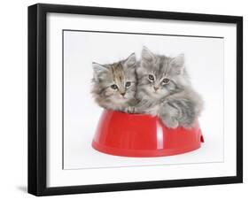 Two Maine Coon Kittens, 8 Weeks, in a Plastic Food Bowl-Mark Taylor-Framed Photographic Print