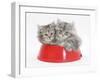 Two Maine Coon Kittens, 8 Weeks, in a Plastic Food Bowl-Mark Taylor-Framed Photographic Print