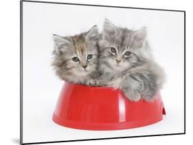 Two Maine Coon Kittens, 8 Weeks, in a Plastic Food Bowl-Mark Taylor-Mounted Photographic Print