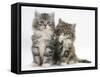 Two Maine Coon Kittens, 8 Weeks, One with its Paw Raised-Mark Taylor-Framed Stretched Canvas