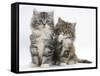 Two Maine Coon Kittens, 8 Weeks, One with its Paw Raised-Mark Taylor-Framed Stretched Canvas