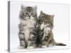 Two Maine Coon Kittens, 8 Weeks, One with its Paw Raised-Mark Taylor-Stretched Canvas