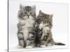 Two Maine Coon Kittens, 8 Weeks, One with its Paw Raised-Mark Taylor-Stretched Canvas