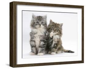 Two Maine Coon Kittens, 8 Weeks, One with its Paw Raised-Mark Taylor-Framed Premium Photographic Print