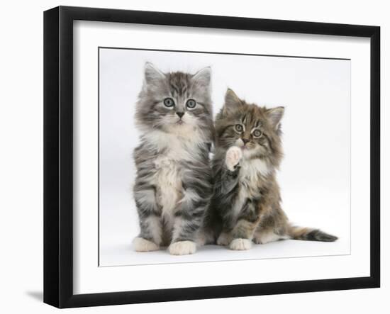 Two Maine Coon Kittens, 8 Weeks, One with its Paw Raised-Mark Taylor-Framed Premium Photographic Print