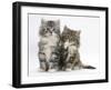 Two Maine Coon Kittens, 8 Weeks, One with its Paw Raised-Mark Taylor-Framed Premium Photographic Print