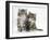 Two Maine Coon Kittens, 8 Weeks, One with its Paw Raised-Mark Taylor-Framed Premium Photographic Print