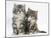 Two Maine Coon Kittens, 8 Weeks, One with its Paw Raised-Mark Taylor-Mounted Premium Photographic Print