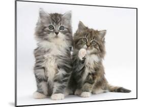 Two Maine Coon Kittens, 8 Weeks, One with its Paw Raised-Mark Taylor-Mounted Premium Photographic Print