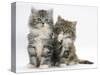 Two Maine Coon Kittens, 8 Weeks, One with its Paw Raised-Mark Taylor-Stretched Canvas