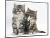 Two Maine Coon Kittens, 8 Weeks, One with its Paw Raised-Mark Taylor-Mounted Photographic Print