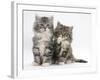 Two Maine Coon Kittens, 8 Weeks, One with its Paw Raised-Mark Taylor-Framed Photographic Print