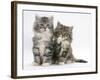 Two Maine Coon Kittens, 8 Weeks, One with its Paw Raised-Mark Taylor-Framed Photographic Print