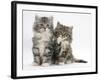 Two Maine Coon Kittens, 8 Weeks, One with its Paw Raised-Mark Taylor-Framed Photographic Print