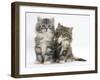 Two Maine Coon Kittens, 8 Weeks, One with its Paw Raised-Mark Taylor-Framed Photographic Print