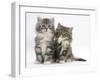 Two Maine Coon Kittens, 8 Weeks, One with its Paw Raised-Mark Taylor-Framed Photographic Print