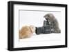 Two Maine Coon Kittens, 8 Weeks, Playing with a Hasselblad Camera-Mark Taylor-Framed Photographic Print
