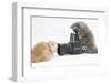 Two Maine Coon Kittens, 8 Weeks, Playing with a Hasselblad Camera-Mark Taylor-Framed Photographic Print