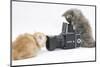 Two Maine Coon Kittens, 8 Weeks, Playing with a Hasselblad Camera-Mark Taylor-Mounted Photographic Print