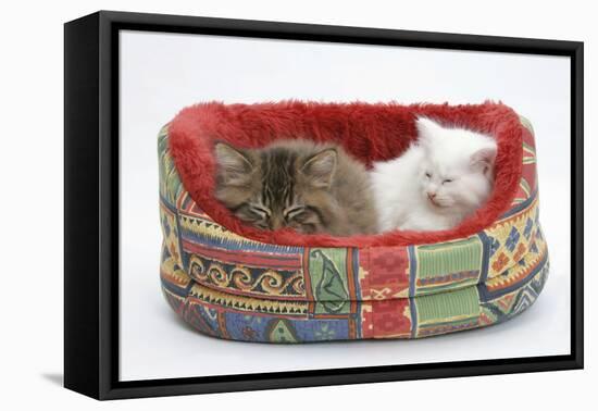 Two Maine Coon Kittens, 8 Weeks, Sleeping in a Cat Bed-Mark Taylor-Framed Stretched Canvas