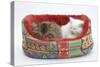 Two Maine Coon Kittens, 8 Weeks, Sleeping in a Cat Bed-Mark Taylor-Stretched Canvas