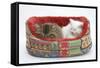 Two Maine Coon Kittens, 8 Weeks, Sleeping in a Cat Bed-Mark Taylor-Framed Stretched Canvas