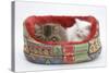 Two Maine Coon Kittens, 8 Weeks, Sleeping in a Cat Bed-Mark Taylor-Stretched Canvas