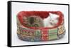 Two Maine Coon Kittens, 8 Weeks, Sleeping in a Cat Bed-Mark Taylor-Framed Stretched Canvas