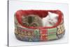 Two Maine Coon Kittens, 8 Weeks, Sleeping in a Cat Bed-Mark Taylor-Stretched Canvas