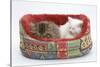 Two Maine Coon Kittens, 8 Weeks, Sleeping in a Cat Bed-Mark Taylor-Stretched Canvas