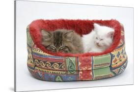 Two Maine Coon Kittens, 8 Weeks, Sleeping in a Cat Bed-Mark Taylor-Stretched Canvas