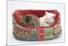 Two Maine Coon Kittens, 8 Weeks, Sleeping in a Cat Bed-Mark Taylor-Mounted Photographic Print