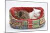 Two Maine Coon Kittens, 8 Weeks, Sleeping in a Cat Bed-Mark Taylor-Mounted Photographic Print