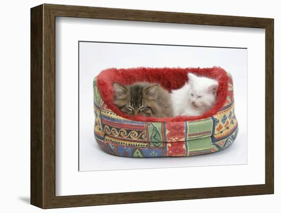 Two Maine Coon Kittens, 8 Weeks, Sleeping in a Cat Bed-Mark Taylor-Framed Photographic Print