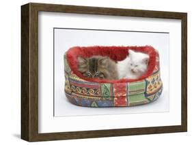 Two Maine Coon Kittens, 8 Weeks, Sleeping in a Cat Bed-Mark Taylor-Framed Photographic Print