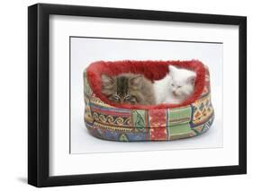 Two Maine Coon Kittens, 8 Weeks, Sleeping in a Cat Bed-Mark Taylor-Framed Photographic Print
