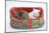 Two Maine Coon Kittens, 8 Weeks, Sleeping in a Cat Bed-Mark Taylor-Mounted Photographic Print