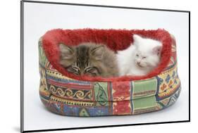 Two Maine Coon Kittens, 8 Weeks, Sleeping in a Cat Bed-Mark Taylor-Mounted Photographic Print