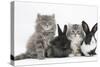 Two Maine Coon Kittens, 8 Weeks, with Two Baby Dutch X Lionhead Rabbits-Mark Taylor-Stretched Canvas